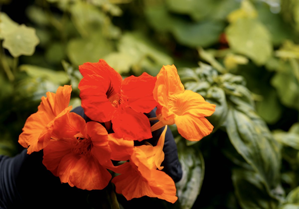 Shipshape Urban Farms tweet media