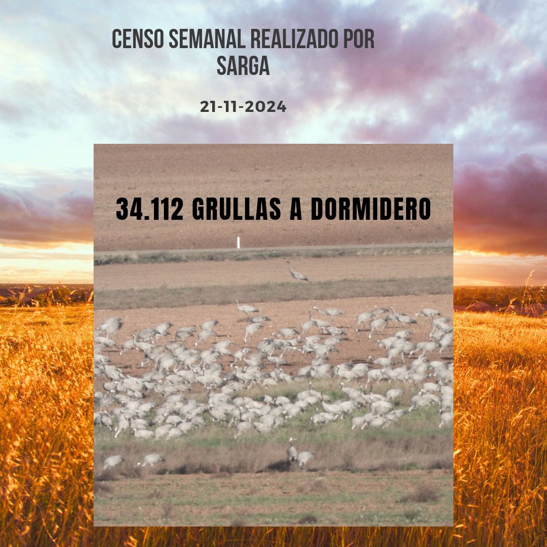 Censo semanal 
#lagunadegallocanta #lagunadezaida