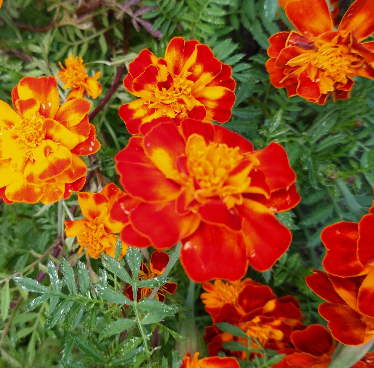 XmugLwwY8PlmunH's tweet photo. ãæ©ãããããŸãðââïž
什å6幎11æ22æ¥(é) åå7æ14å 倧éªåéšã¯æŽãâãæ°æž©6.5â
æ¬æ¥ã¯å¹³åžžå€åððŒ
仿ã®äžæ
ãã¯ãªã¹ãã¹ã»ã®ããã»ãã©ãŒã»ãŠãŒã»ããã ã»ãã£ã«ã»ã¹ãã¯ã¿ãŒ/V.A.ã(1963)
çæ§ãè¯ãïŒæ¥ããéãäžããð
#ã€ããœã©
#Phil_Spector https://t.co/Od6k17TP2O