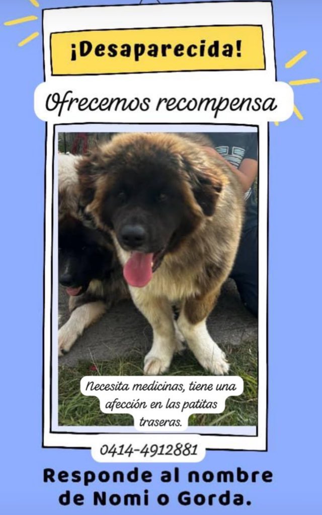 Giselt's tweet photo. Por favor ayúdame a localizarla, se perdió en la Colonia Tovar, pudo habérsela llevado un turista. La extrañamos ♥️🙏 https://t.co/PPd8eaA9au