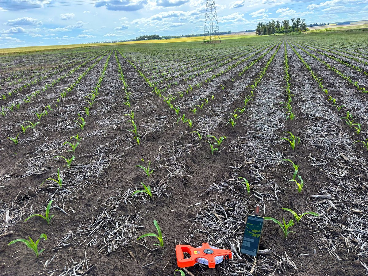 Francisco Samitier (@fransamitier) on Twitter photo Como con la mano el corte de <a href="/PPlantingARG/">Precision Planting Argentina</a> 
Evaluando población lograda por ambientes en San Manuel📍 Como con la mano el corte de <a href="/PPlantingARG/">Precision Planting Argentina</a> 
Evaluando población lograda por ambientes en San Manuel📍