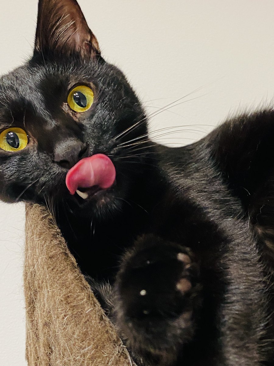 おはようにゃ😺
朝ごはん食べたにゃ⁉️