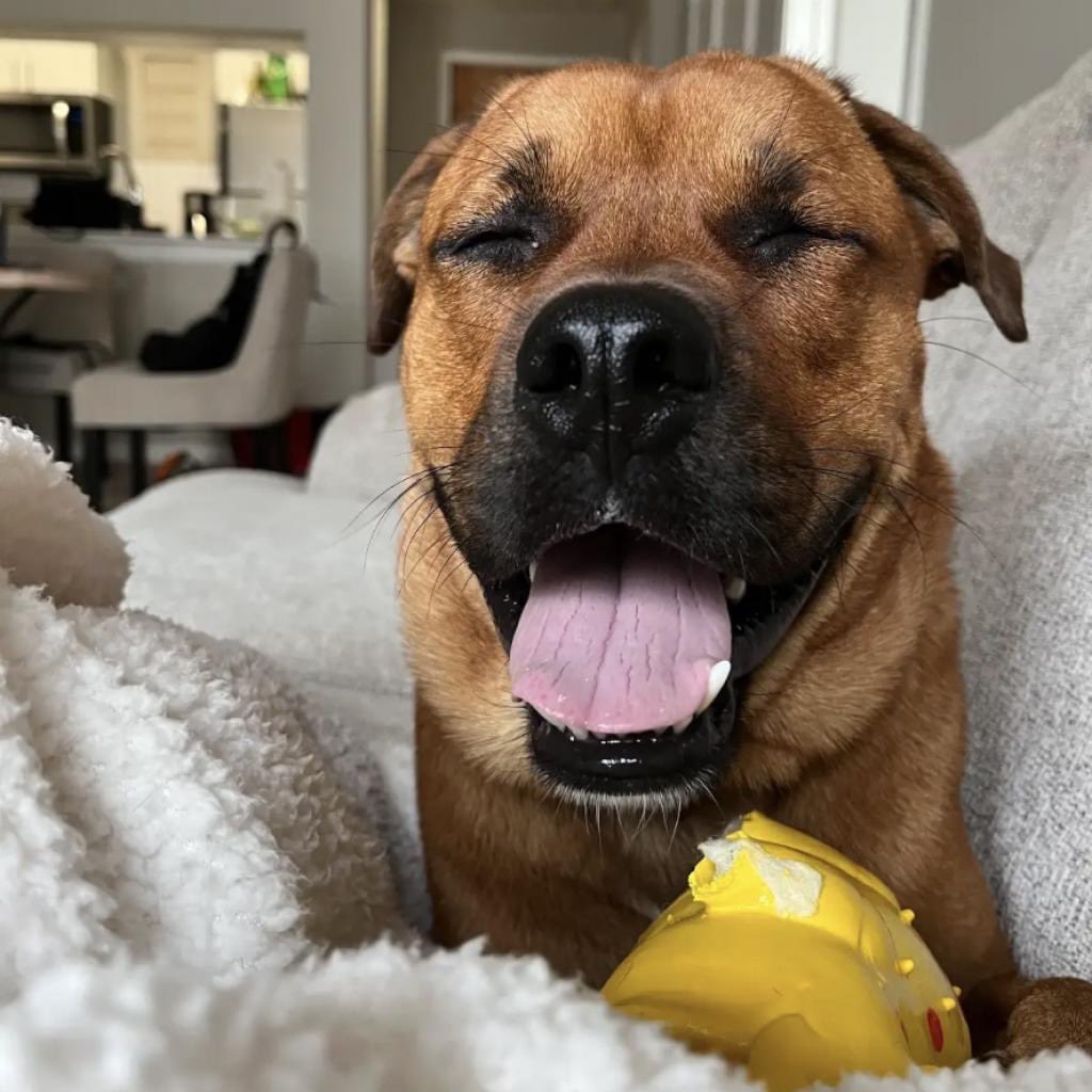 Kevin really doesn’t want to spend Thanksgiving in boarding 😭 He has the BEST underbite and just wants to snuggle you from 11/25-12/1. He is good with other dogs &amp; potty trained. More info here: trello.com/c/AeC0louX

Please email temp@dallaspetsalive.org if you can help out