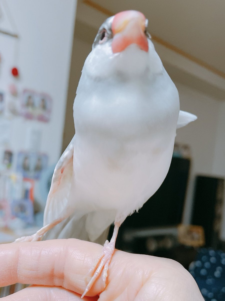 朝の、まーぶる🎵

おはようございまス.サー🌸

#buncho