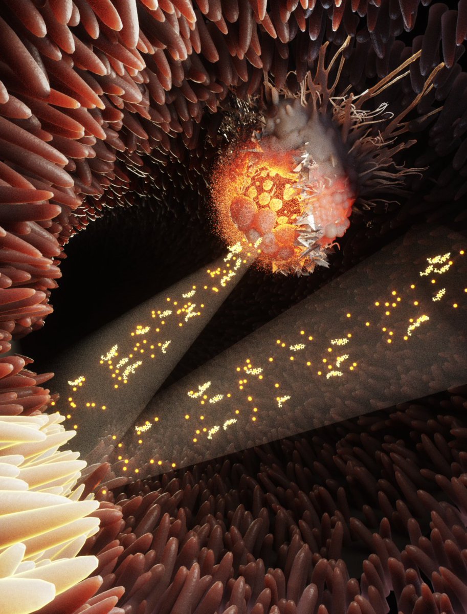Ejv (@ejvillablanca) on Twitter photo Here is the cover art that did not make it... but is worth sharing.
The light beam is oxysterols that activate LXR to promote regeneration of the intestinal tissue (bottom right), and at the same time, can target tumors and restrict their growth (upper side)
Check our paper out Here is the cover art that did not make it... but is worth sharing.
The light beam is oxysterols that activate LXR to promote regeneration of the intestinal tissue (bottom right), and at the same time, can target tumors and restrict their growth (upper side)
Check our paper out