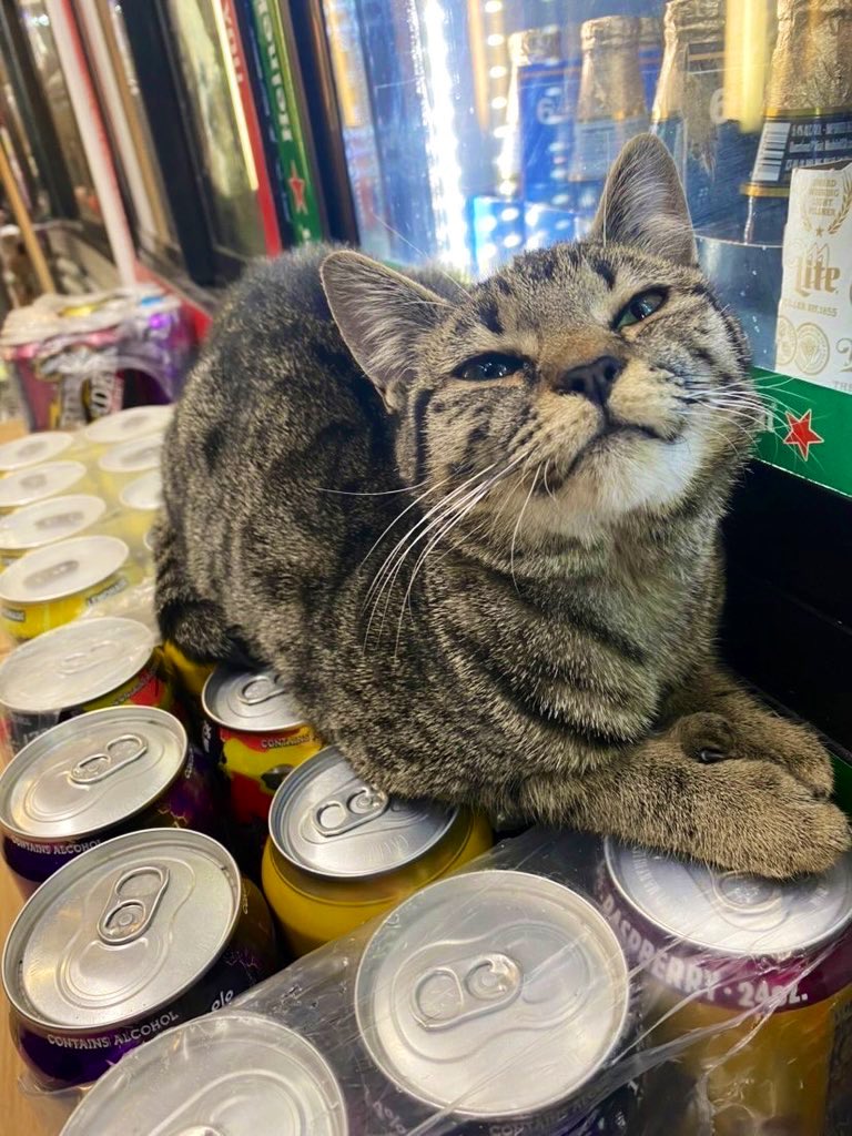 Bodega Cats (@bodegacats_) on Twitter photo 