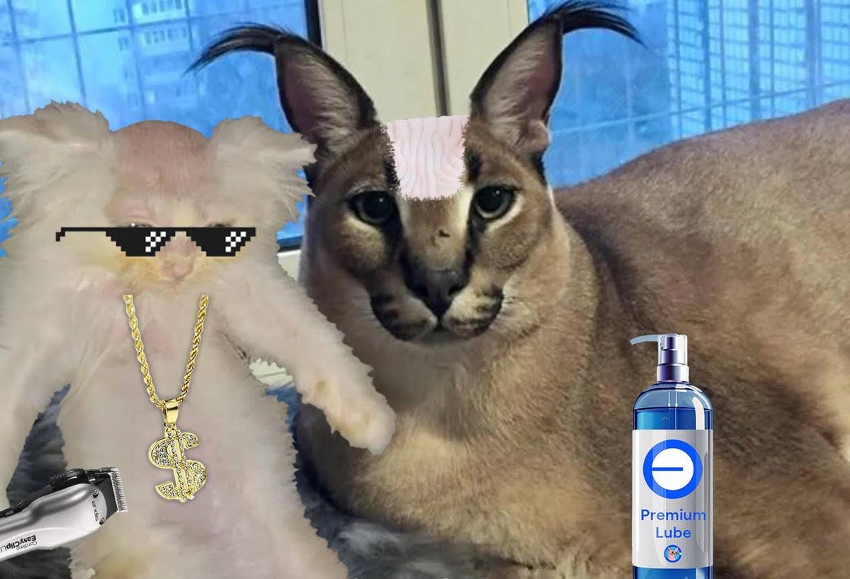 Baldcat tweet media