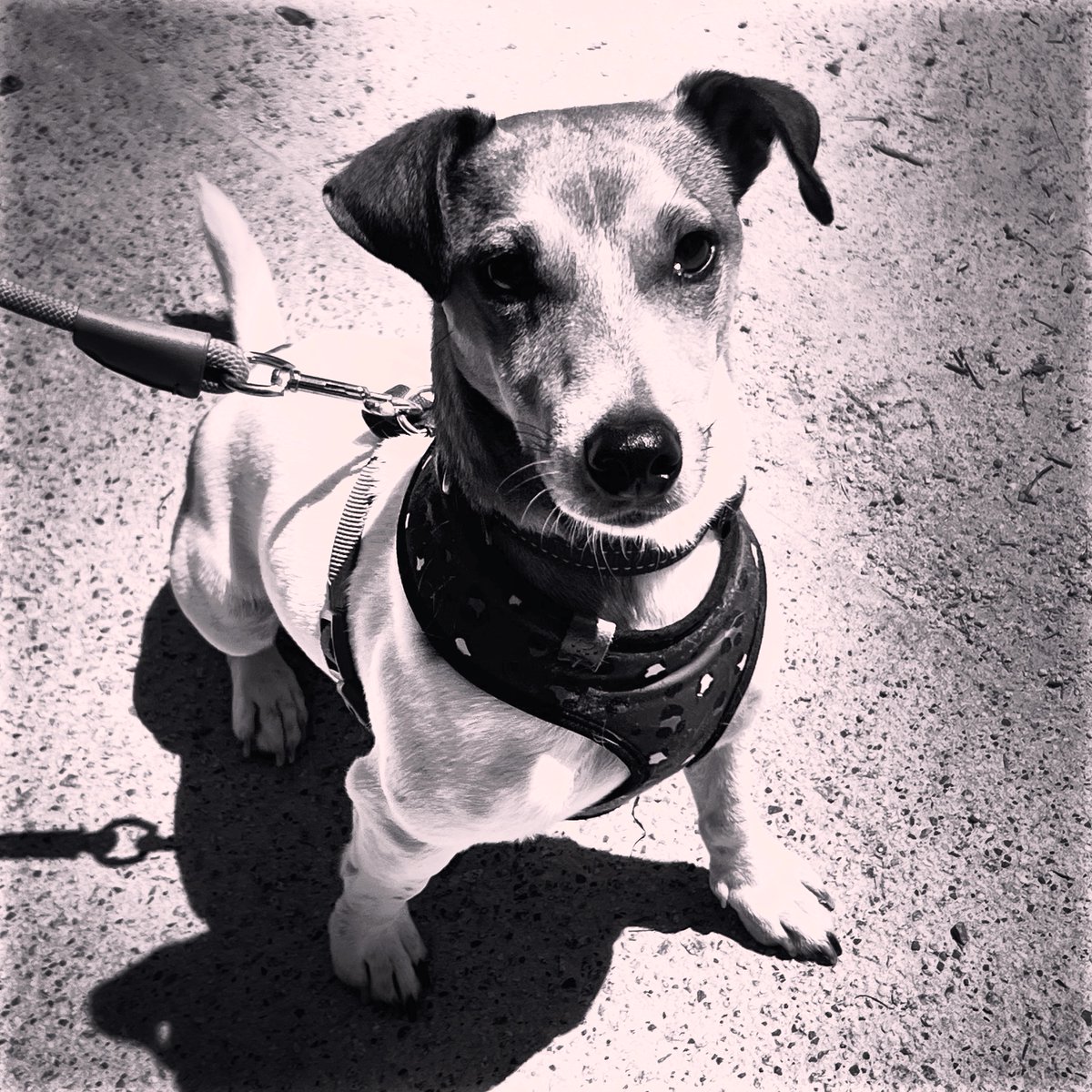 PawBehaviour's tweet photo. Read this comment and sign the petition. Puppy training is an unregulated business as Jennifer has stated..Meaning no qualifications required.Wouldn’t you rather be trained by professionals with over 25 … https://t.co/miZbtlOtWY via @ChangeAUS https://t.co/cBHTcAExkZ