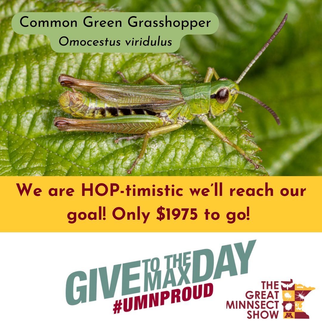 Help us reach our fundraising goal - Donate to The Great Minnsect Show today! #UMNGive
z.umn.edu/entogtm24