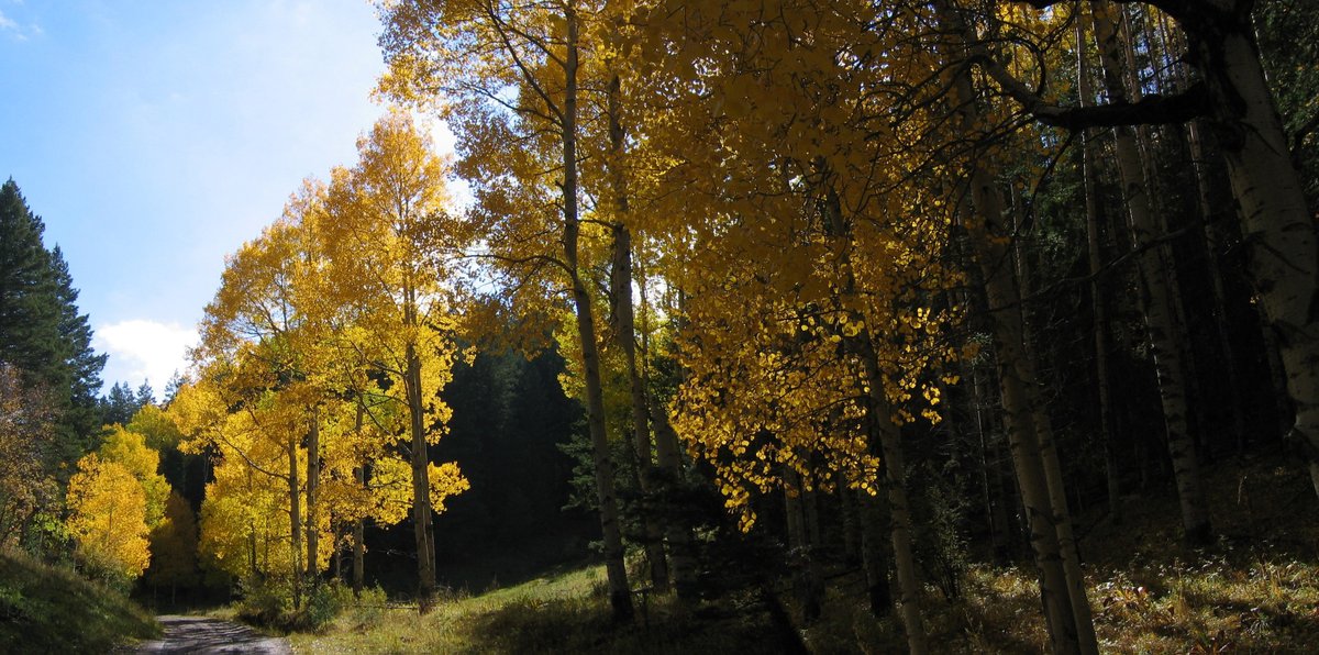 Lincoln_NF's tweet photo. Today is the last day of Fall!🍂🍁 Time to explore the Lincoln National Forest.  Winter wonderland awaits, and we are ready for your visit! ❄️ https://t.co/oRtXkMWYmg