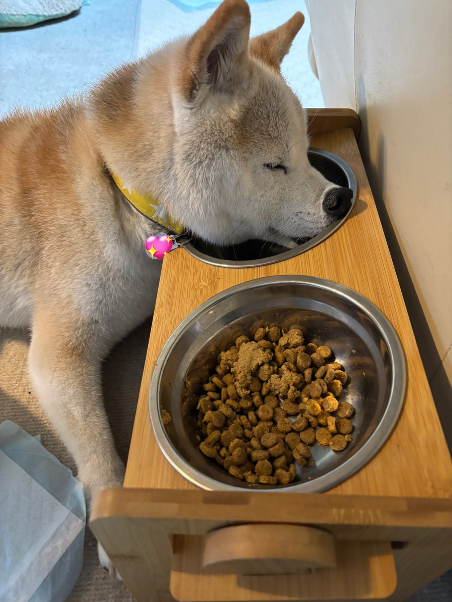 ごはんを食べながらお水のほうで寝ちゃったぼく。