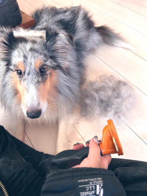一生分裂する犬