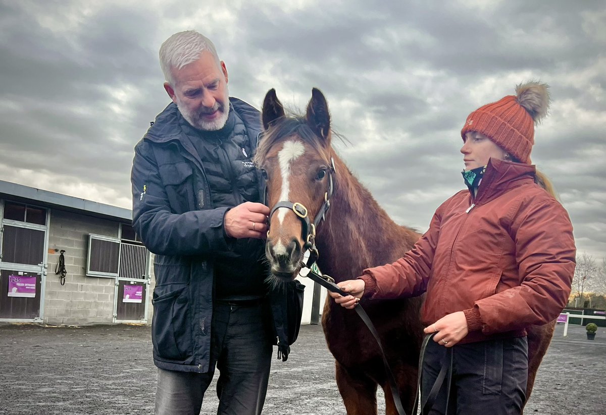 Lot 997 <a href="/Goffs1866/">Goffs</a> sells to Stutteri Stork in Denmark. <a href="/CastletownStud/">Castletown Stud</a> consigned colt by Footstepsinthesand from the family of Mubtaker, Prussian and Tabassum. Best of luck with him 🥂🍾✨🍀