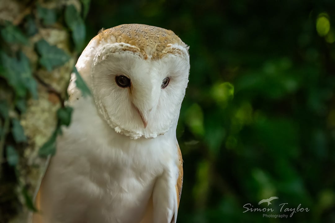 Taylorswildlife's tweet photo. Barn owl - Tyto alba

Probably one of britains coolest birds right?? Whats your favourite UK bird? 

@Natures_Voice @Hawkandowluk @LincsWildlife 

#barnowl #ukbirdsofprey #nature #NaturePhotography #naturelovers #Owls #birds https://t.co/glNzZSmDy1