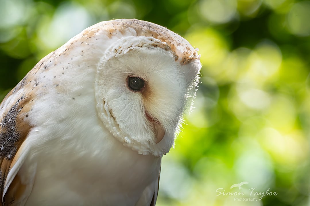 Taylorswildlife's tweet photo. Barn owl - Tyto alba

Probably one of britains coolest birds right?? Whats your favourite UK bird? 

@Natures_Voice @Hawkandowluk @LincsWildlife 

#barnowl #ukbirdsofprey #nature #NaturePhotography #naturelovers #Owls #birds https://t.co/glNzZSmDy1