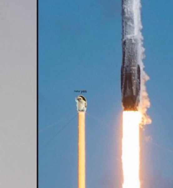 Loaded up more $RIZO on this dip 

Only a matter of time for Elon to really send this hedgehog to space where he belongs