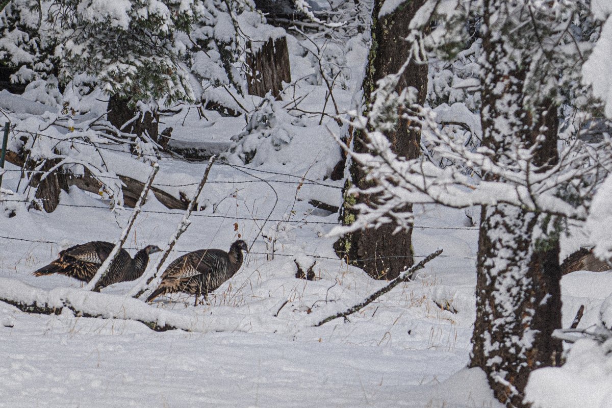 Lincoln_NF's tweet photo. Happy Thanksgiving from all of us (including the turkeys!) on the Lincoln National Forest! 
🦃🦃🦃
We're gobbling up the good times and wishing you a wonderful holiday filled with family, friends, and delicious food. https://t.co/KfE5u4hOPu