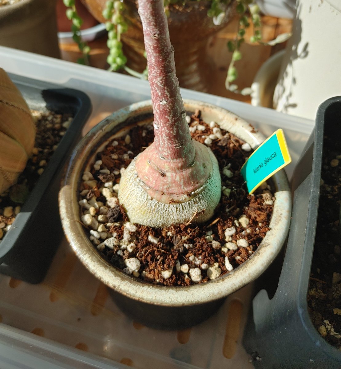 unique_plant's tweet photo. 내 아데니아 글라우카도 빵이 커졌으면 좋겠다! https://t.co/xOTOOjh2VX