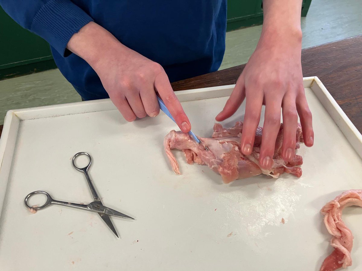 Well done to both S5 classes this week for completing their first dissection to illustrate muscles and joints <a href="/StVincentsL12/">St. Vincent's School</a> #Science <a href="/RoyalSocBio/">Royal Society of Biology</a> #outofcomfortzone