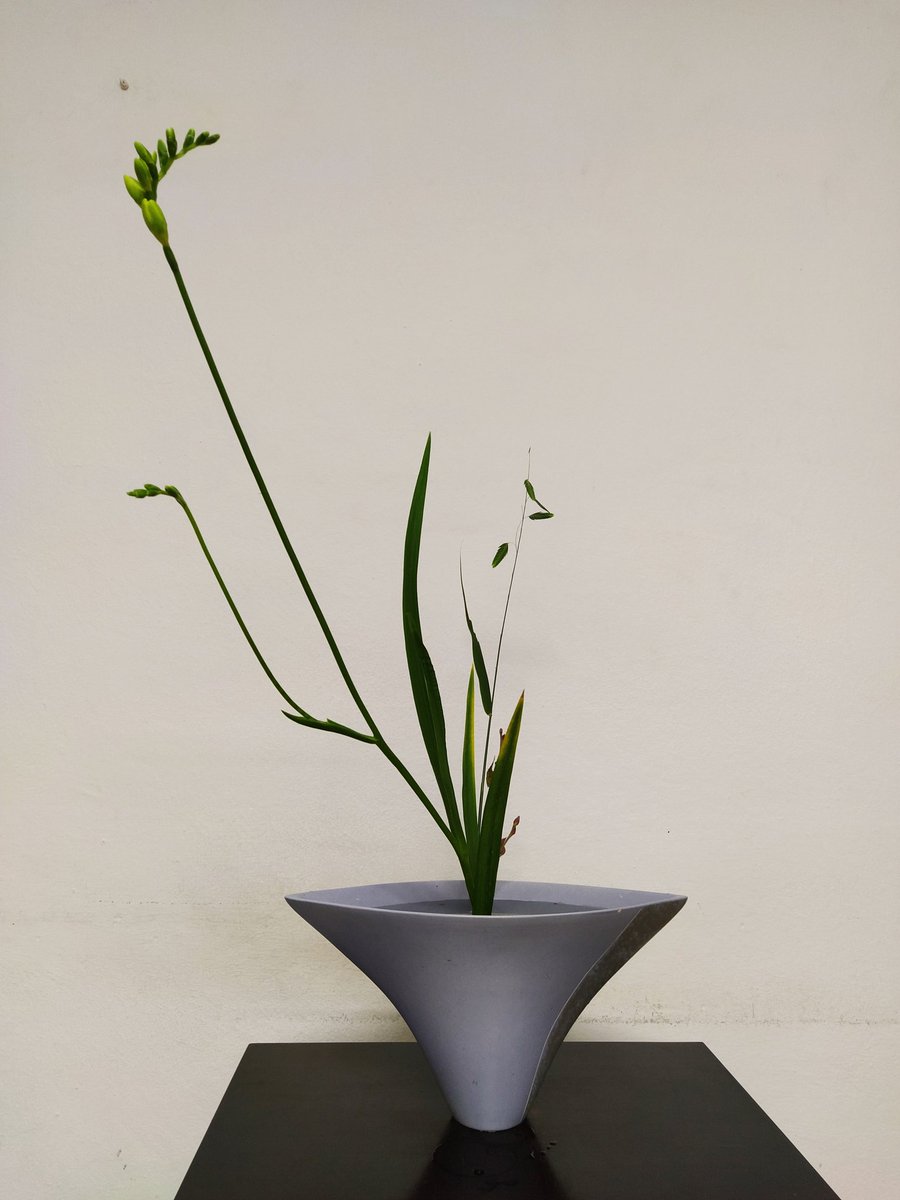 Hoy ikebana, Shouka Shinputai . 
 <a href="/ikenobo550/">いけばな池坊【公式】</a> <a href="/asanact/">Antonia San Juan</a> <a href="/shiranmaki/">紫蘭まき</a>
<a href="/Carmen_Lomana/">Carmen Lomana</a>
<a href="/FIONAFERRER/">Fiona Ferrer-Leoni</a>
<a href="/rossydpalma/">rossydepalma</a>
<a href="/BisilaBokoko/">Bisila Bokoko</a>
#生け花 #生花 
#生花新風体 #新風体