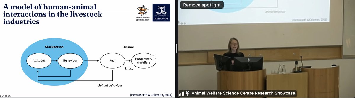 Animal Welfare Science Centre (@awscicent) on Twitter photo And we've started our <a href="/AWSciCent/">Animal Welfare Science Centre</a> annual research showcase for 2024 #AWSC24 Our first speaker is Dr Lauren Hemsworth, talking about ProHand - find our program for the day here: And we've started our <a href="/AWSciCent/">Animal Welfare Science Centre</a> annual research showcase for 2024 #AWSC24 Our first speaker is Dr Lauren Hemsworth, talking about ProHand - find our program for the day here: