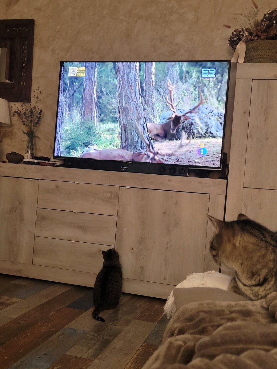 e3rea's tweet photo. @El_Hormiguero Viendo la tele https://t.co/3V2D5FVWZg