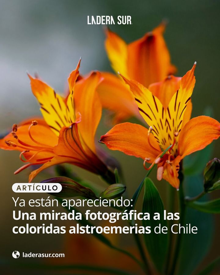 ladera_sur's tweet photo. 🌺¡Ya están apareciendo! una mirada fotográfica a las coloridas alstroemerias de Chile

🌸Conoce la fascinante recopilación de registros tomados por la fotógrafa Lía Hinostroza Reyne.

🔗Revisa más detalles aquí:👇
https://t.co/9Dgg48L1id https://t.co/vhRPdfH9va