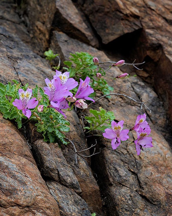 ladera_sur's tweet photo. 🌺¡Ya están apareciendo! una mirada fotográfica a las coloridas alstroemerias de Chile

🌸Conoce la fascinante recopilación de registros tomados por la fotógrafa Lía Hinostroza Reyne.

🔗Revisa más detalles aquí:👇
https://t.co/9Dgg48L1id https://t.co/vhRPdfH9va