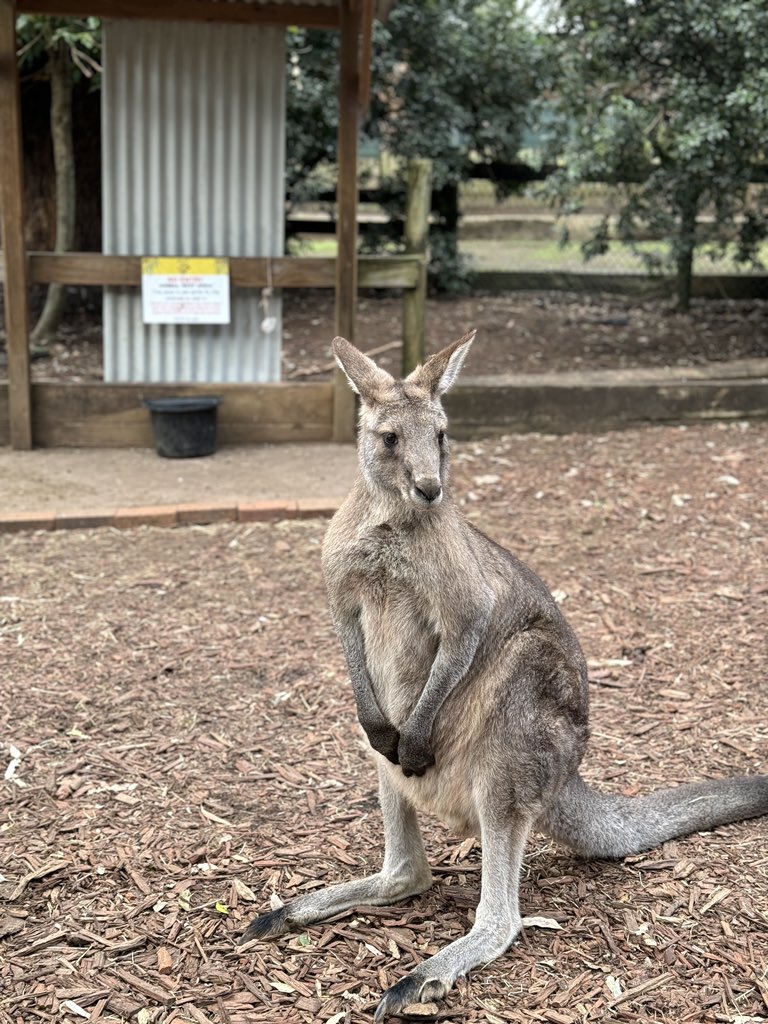 Nouraalmgren's tweet photo. • Koala Park •
حديقة حيوانات  صغيره خفيفه ماتحتاج وقت طويل ، تقدرون تخدلون عند الكنغر و تاكلونه و تلمسونه .. https://t.co/o9agXupYaz