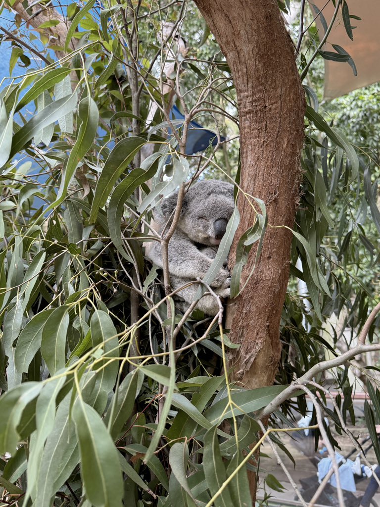 Nouraalmgren's tweet photo. • Koala Park •
حديقة حيوانات  صغيره خفيفه ماتحتاج وقت طويل ، تقدرون تخدلون عند الكنغر و تاكلونه و تلمسونه .. https://t.co/o9agXupYaz