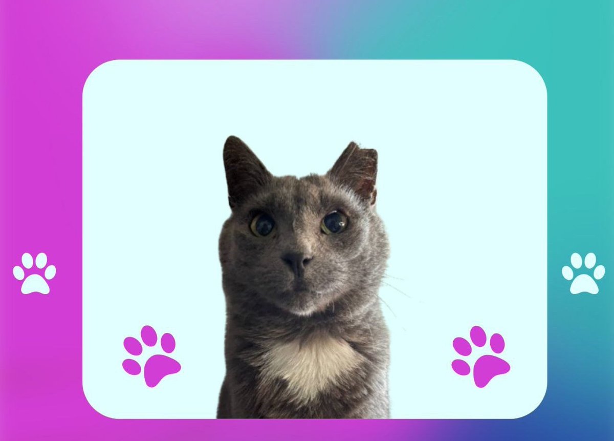 Diamond The Cat Coin tweet media