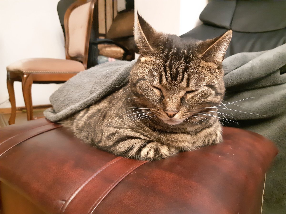 Tora's playtime 😼 vs. sleepytime 😽