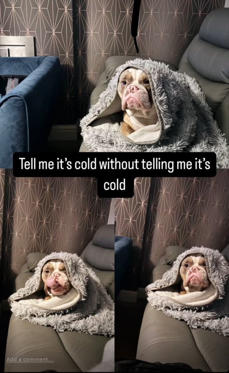 Tell me it’s cold without telling me it’s cold? 

Get yourself a dog who hates all types of weather… this was her reaction to “walkies”