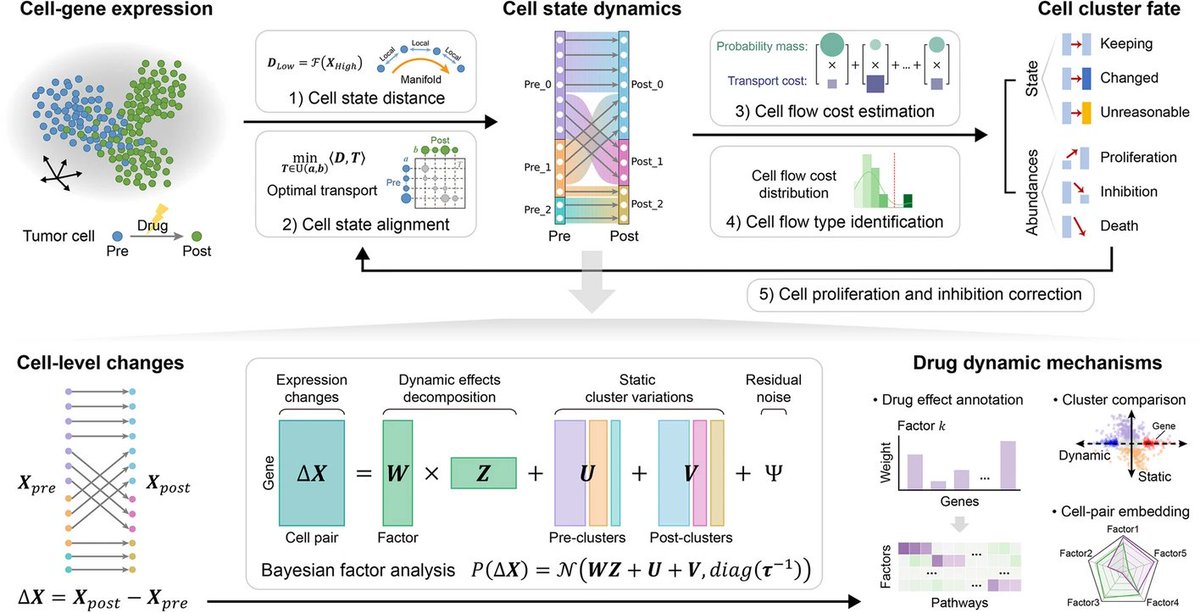 GLab_Bioinfo's tweet photo. Dechipher the tumor cell dynamics after the drug treatment by aligning the unpaired cells https://t.co/fKa1bqitDD  @GenomeBiology Dynamics is crucial for advancing "cybernetics" to biological systems🤔 https://t.co/Gk9nsdRREE