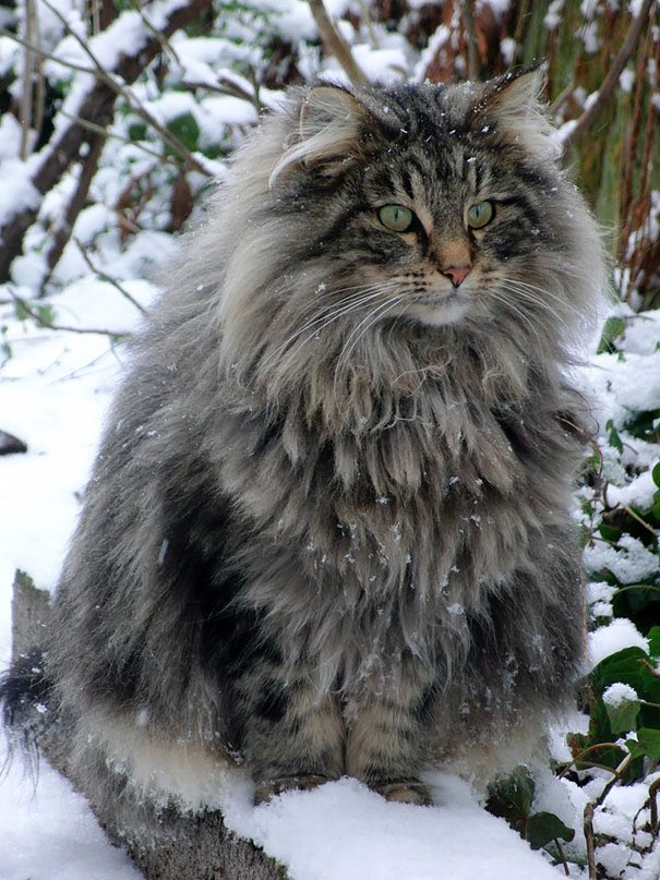 robynconnery1's tweet photo. โNothing is worth more than this day.โ
โโโ JOHANN VON GOETHE
#MaineCoonCat #largecats #animals #felines https://t.co/U56UD77z30