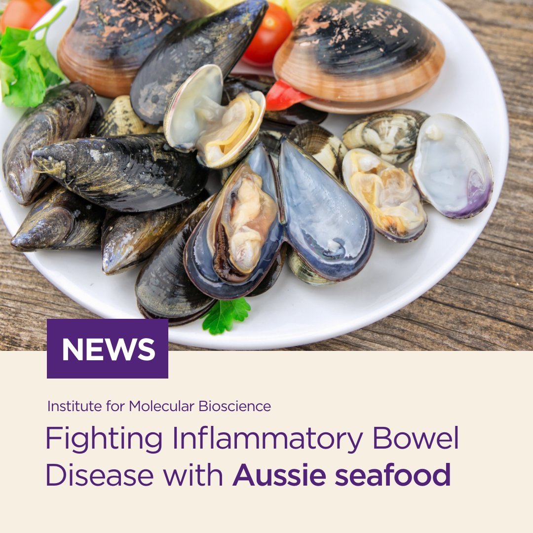 Institute for Molecular Bioscience (@imbatuq) on Twitter photo Could abalone and mussels hold the answer to Inflammatory Bowel Disease (IBD)?
Prof <a href="/ProfRobCapon/">Robert Capon</a> and <a href="/MaterResearch/">Mater Research</a>'s A/Prof <a href="/JakobBegunMD/">Jakob Begun</a> have commenced a 2-year study to detect and develop the anti-inflammatory properties of molluscs.
🔗 Read more: bit.ly/48XqV7P Could abalone and mussels hold the answer to Inflammatory Bowel Disease (IBD)?
Prof <a href="/ProfRobCapon/">Robert Capon</a> and <a href="/MaterResearch/">Mater Research</a>'s A/Prof <a href="/JakobBegunMD/">Jakob Begun</a> have commenced a 2-year study to detect and develop the anti-inflammatory properties of molluscs.
🔗 Read more: bit.ly/48XqV7P
