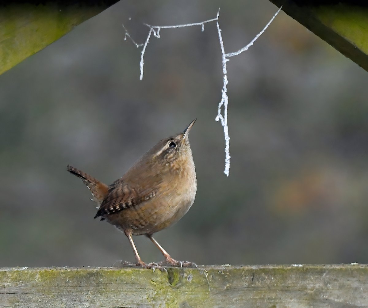 Frosty Wren. 😍

It's Friday everyone.... you know what to do! 😉😁🙏♥️