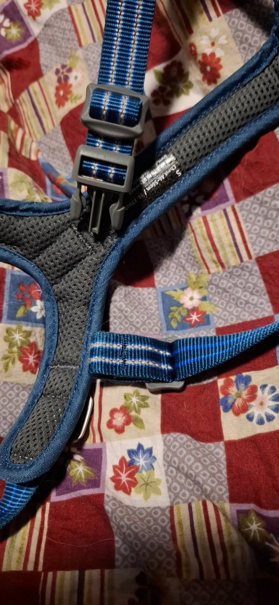 【悲報】コタタさんハーネスの留め具をかじって破壊する🤤
8000円近くしたのに🤤