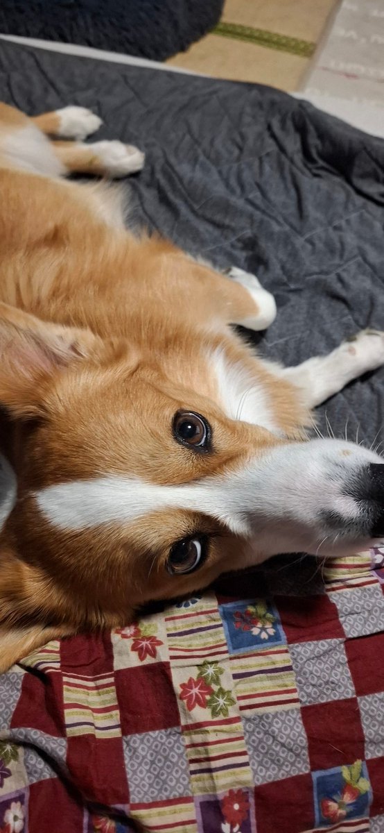 申し訳なさそうにすり寄ってきたコタタさんはこちらです🤤