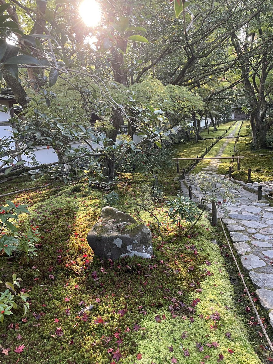saihojimuin's tweet photo. 落ち葉が増えてきました。
庭師は掃き掃除で大変です。 https://t.co/CrWitPuMsQ