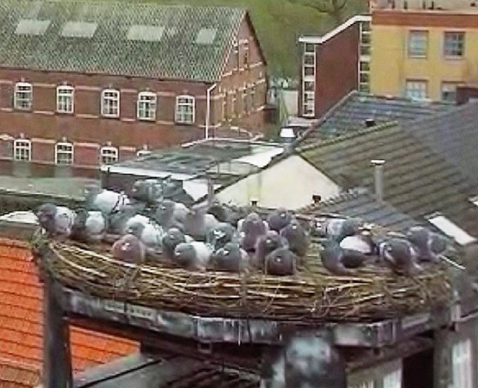 a_london_pigeon's tweet photo. Sit-in at a municipal stork’s nest in the Netherlands #Feb2016 #anarchy https://t.co/DN5T1quBy7