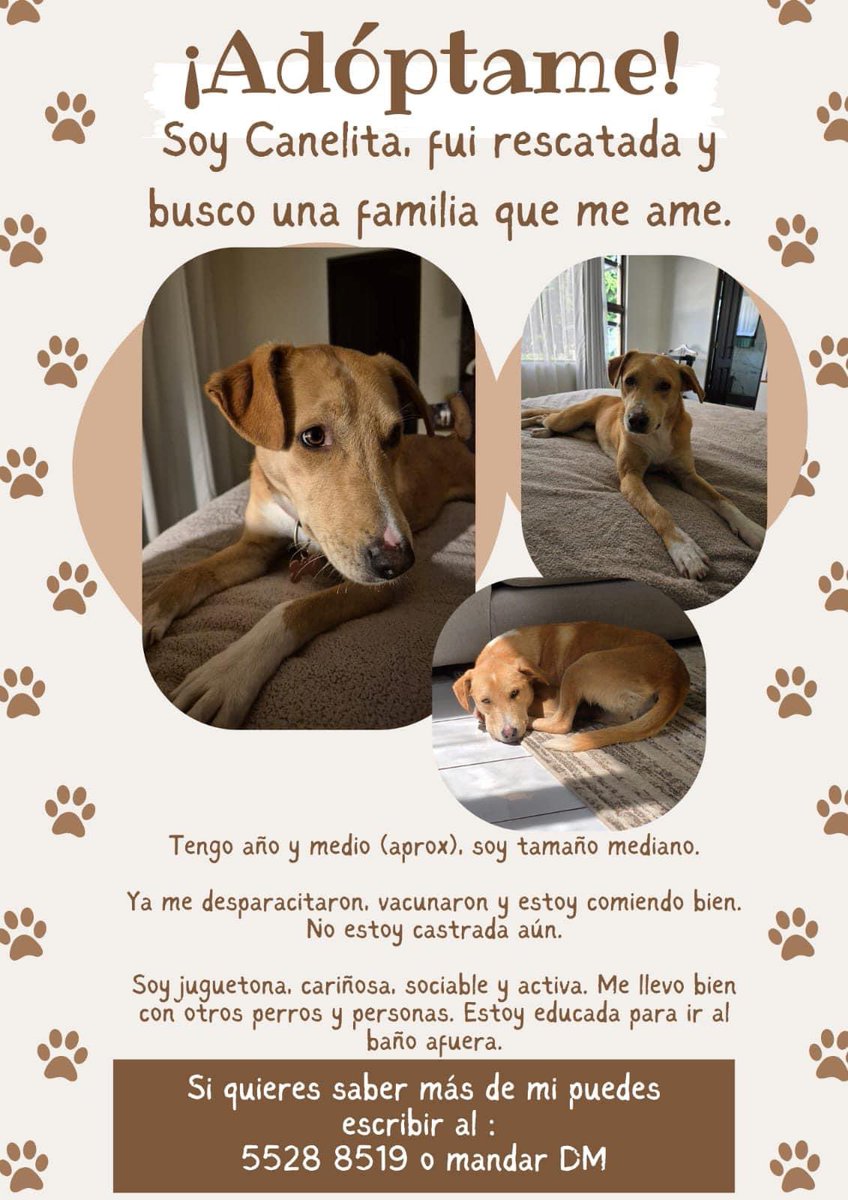 MarianCruzDL's tweet photo. Esta perrita está en adopción. Tiene sus vacunas, entrenada para ir al baño,super sana. Es un amor.  
Está en ciudad capital.Ojalá alguien la quiera en su vida. 🐾♥️🐾
Si quieres saber más de Canelita puedes escribir al : 5528 8519
@prosperoventura @KarlaCalvillo @SoyFlordeMaria https://t.co/PQRKp5leFC
