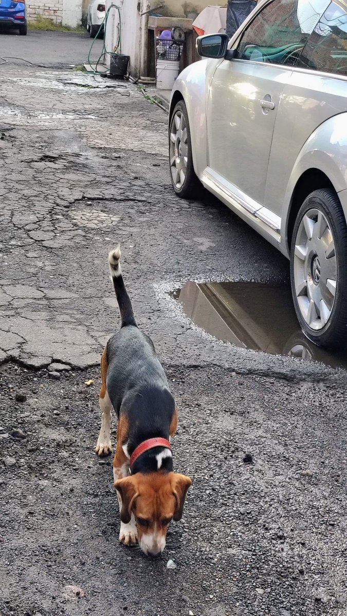 Angeles66Luis's tweet photo. @VecinosVeronica se encontró a est@, pequeño por la zona de Pemex el día de ayer 20 de Nov 2024, esta resguardada en Mariano Escobedo, y Marina Nacional a lado del banco Santander. Tiene collar sin placa. #beagle #VerónicaAnzures #NuevaPolanco #MascotaExtraviada https://t.co/e43Rt5XWuV