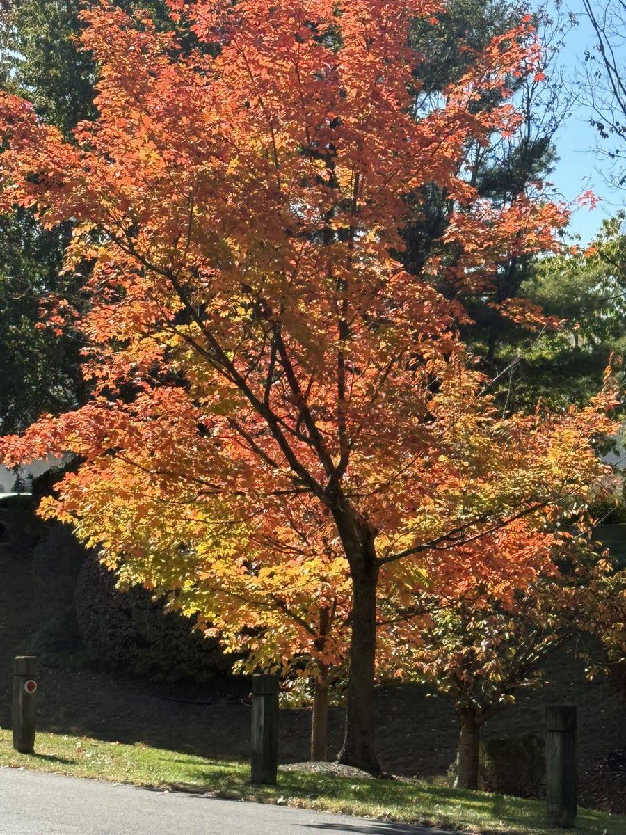 SitaIRL88's tweet image. Autumn Gold 🍂

#Fall2024