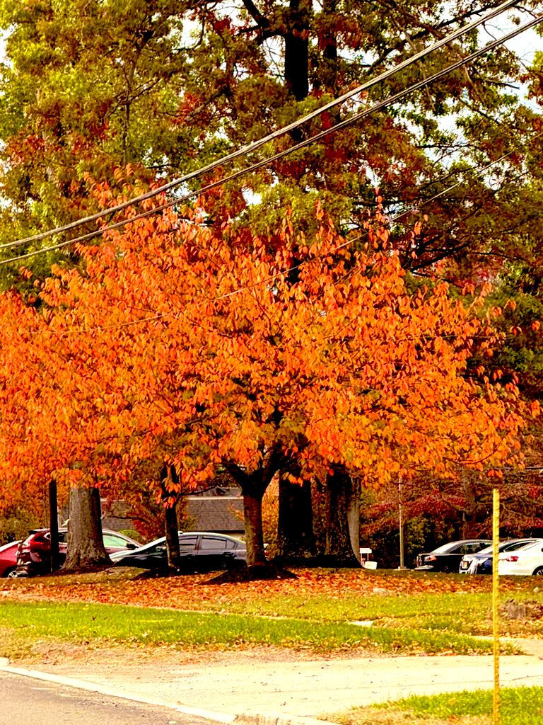 SitaIRL88's tweet image. Autumn Gold 🍂

#Fall2024