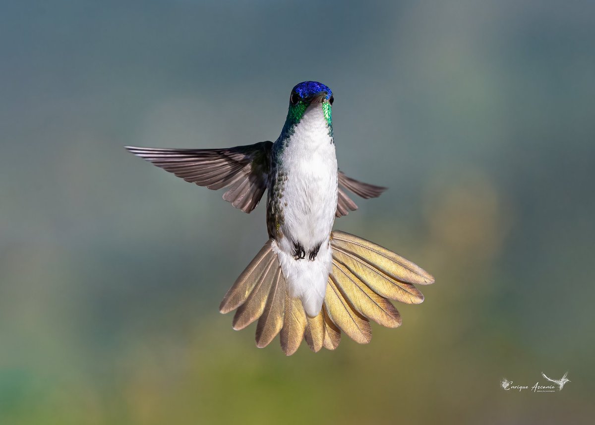 AHummingbirds's tweet photo. Cuando se trata de belleza en vuelo, mostrando esa espectacular cola dorada, se deja fotografiar el Uranomitra franciae ( Andean emerald ) Espectacular ave que visita a diario nuestro jardín. https://t.co/0NDnb41958