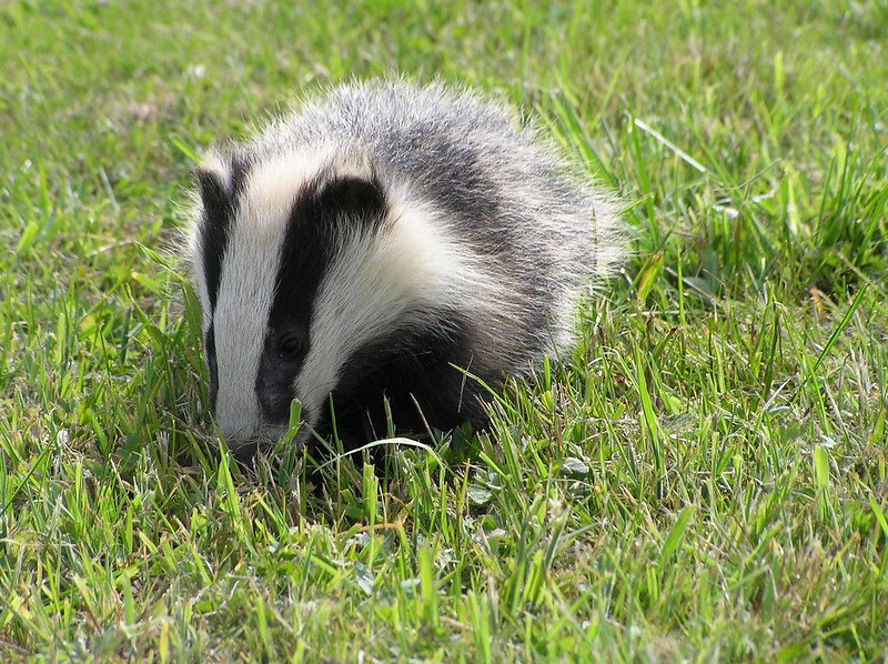 HourlyBadgers's tweet image. [🔗](api.tinyfox.dev/hourly/badger/…)