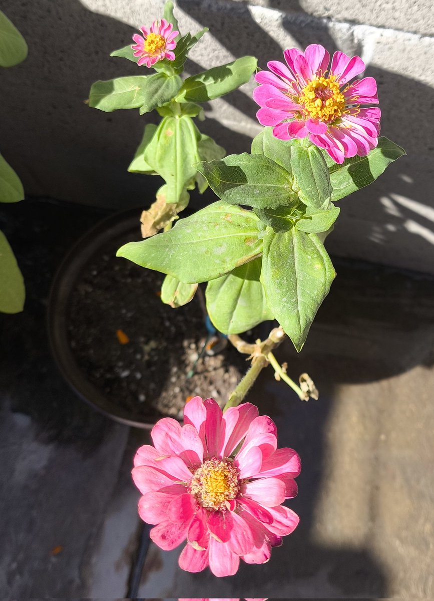 Las #zinnias son las flores más hermosas que yo eh encontrado por casualidad, un día las sembré y de ahí me enamoré para toda la vida de ellas.
Muchas veces no nos damos cuenta de lo maravilloso que es la naturaleza y las cosas que nos enseña✨