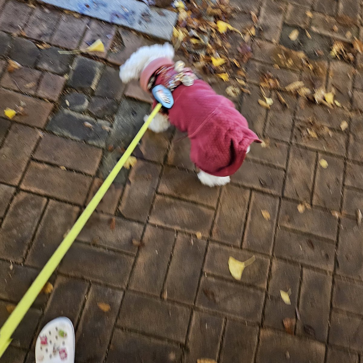 미드레이어 30은 저러고 35는 이러고 대충 35줄여서 입어서 파카도 35삿는데...망태기가 되려나...🥲2