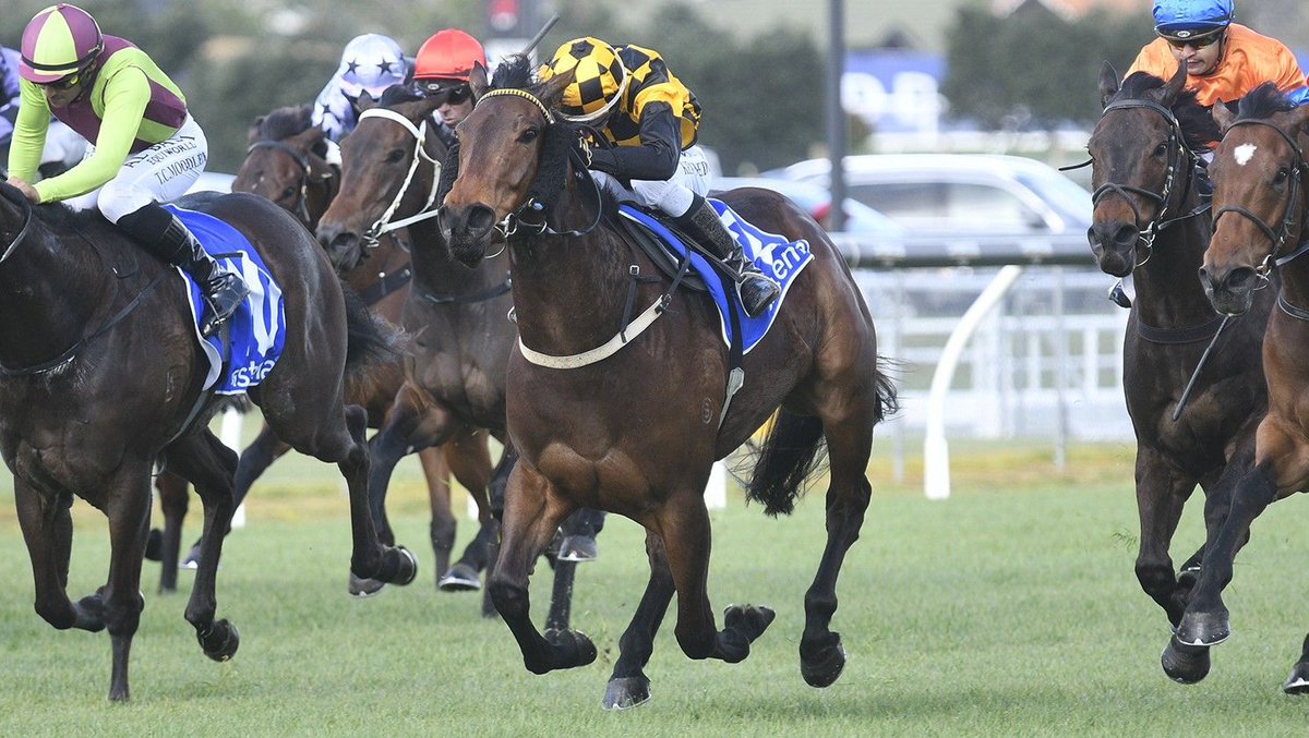 LOVERACINGNZ's tweet photo. Lance Noble will attempt to add to a strong run of spring form for @CambridgeStud when he sends out five well-credentialled runners in Brendan and Jo Lindsay’s black and gold colours at Pukekohe on Saturday.

📰 Read more: https://t.co/nfjWsj6MXj https://t.co/avDhhyiFID